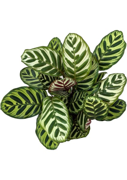 Calathea Makoyana (Dua Çiçeği)