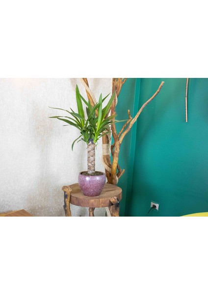 Bordo Granit Terracota Toprak Saksıda Yuka Salon Bitkisi