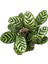 Calathea Makoyana (Dua Çiçeği) 2
