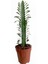 Toru Bahçe Euphorbia Trigona Rubra  Yeşil  Süt Ağacı 1 Lt Sak Sı Içinde 10/20 cm 1