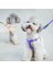 Tasma Pet Köpek Yakası-3 Set (Yurt Dışından) 3