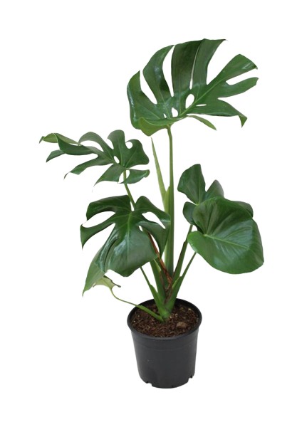 Monstera Deliciosa - Deve Tabanı Ev Ofis Bitkisi Çiçek