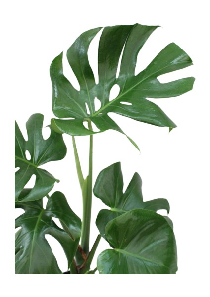 Monstera Deliciosa - Deve Tabanı Ev Ofis Bitkisi Çiçek