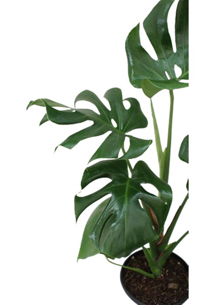 Monstera Deliciosa - Deve Tabanı Ev Ofis Bitkisi Çiçek