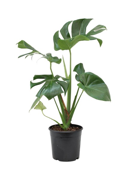 Monstera Deliciosa - Deve Tabanı Ev Ofis Bitkisi Çiçek