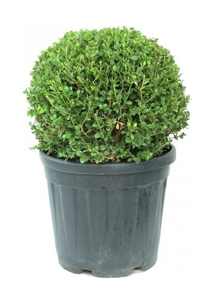 Buxus Microphylla Faulkner Ball - Top Şimşir 50-60 cm