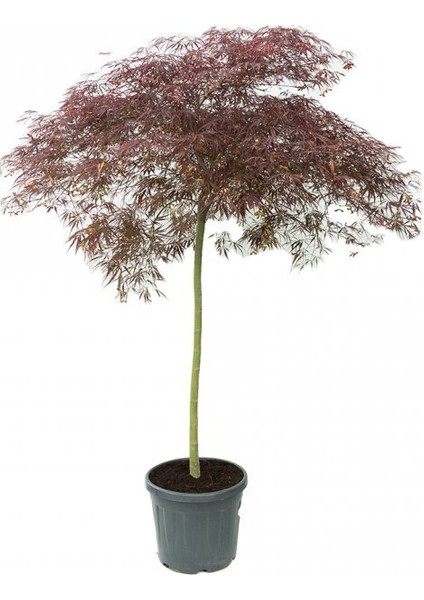 Acer Palmatum Dissectum