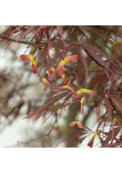 Acer Palmatum Dissectum