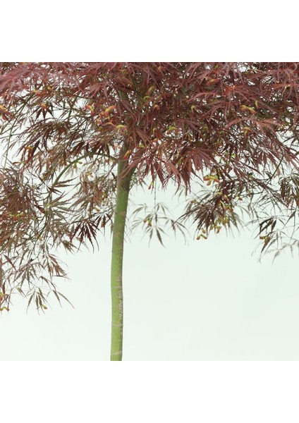 Acer Palmatum Dissectum