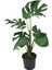 Monstera Deliciosa - Deve Tabanı Ev Ofis Bitkisi Çiçek 1