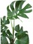 Monstera Deliciosa - Deve Tabanı Ev Ofis Bitkisi Çiçek 2