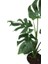 Monstera Deliciosa - Deve Tabanı Ev Ofis Bitkisi Çiçek 3