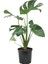 Monstera Deliciosa - Deve Tabanı Ev Ofis Bitkisi Çiçek 4
