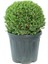 Buxus Microphylla Faulkner Ball - Top Şimşir 50-60 cm 1