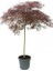 Acer Palmatum Dissectum 1