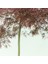 Acer Palmatum Dissectum 3