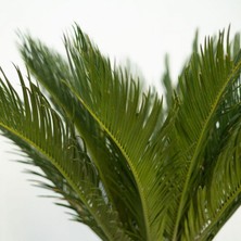 Işık Peyzaj Cycas – Sikas