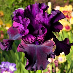 Kamondo Tohum 2 Adet Mürdüm Renk Iris (Süsen) Çiçek Soğanı