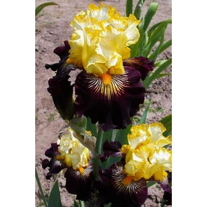 Kamondo Tohum 2 Adet Ithal Yellow Iris (Süsen) Çiçek Soğanı