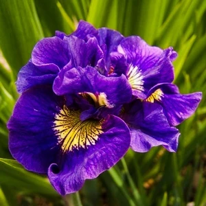 Kamondo Tohum 2 Adet Cornyellow Renk Iris (Süsen) Çiçek Soğanı