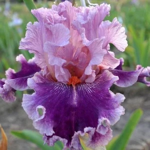 Kamondo Tohum 3 Adet Mor-Lila Renkli Süsen Çiçeği Soğanı