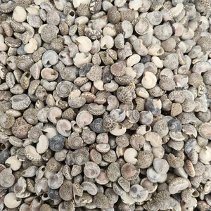 evinizdeki okyanus esintisi turkuaz hediyelik Gerçek Deniz Kabuğu 100 gr Paket Umbınıum