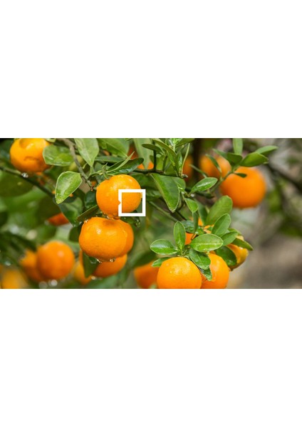 Momento Silan Silinebilir Ipeksi Mat Içcephe Duvar Boyası 15LT EYLÜL180 fırsatları