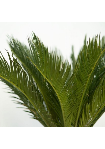 Cycas – Sikas