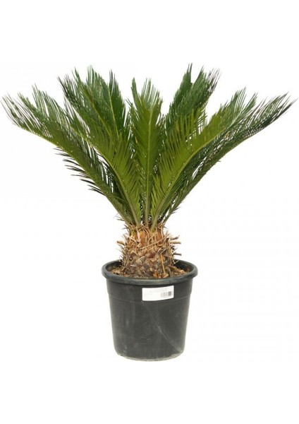 Cycas – Sikas