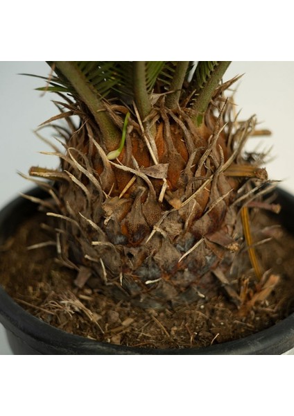 Cycas – Sikas