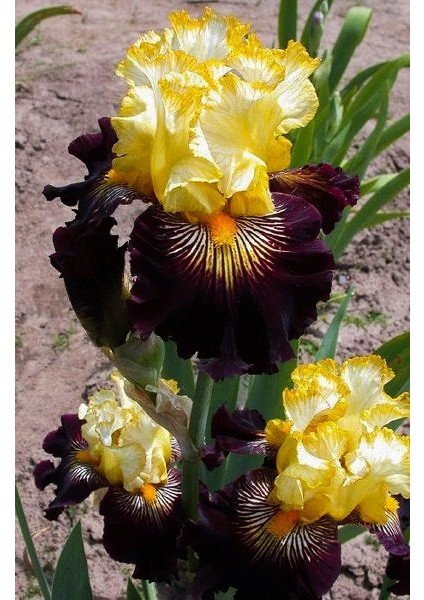 Kamondo Tohum 2 Adet Ithal Yellow Iris (Süsen) Çiçek Soğanı