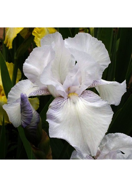 Kamondo Tohum 2 Adet White Color Iris (Süsen) Çiçek Soğanı