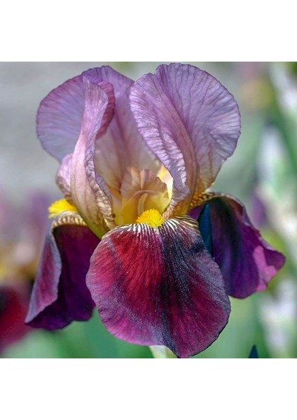 3 Adet Çift Renkli Süsen Çiçeği Soğanı