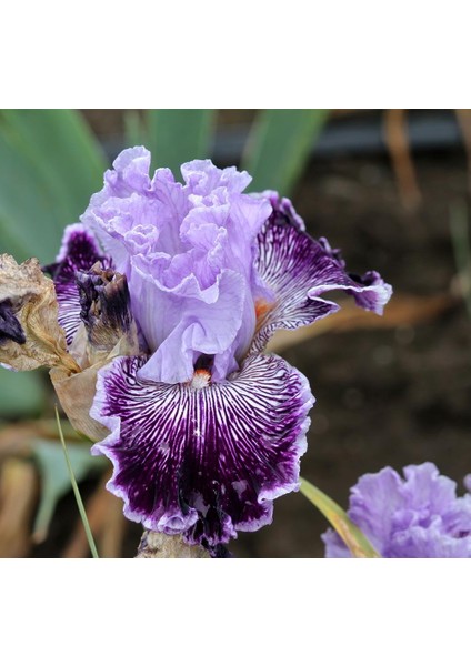 3 Adet Mor-Lila Renkli Damarlı Süsen Çiçeği Soğanı