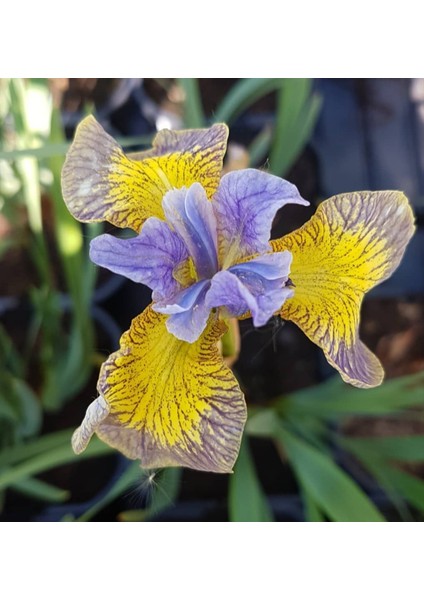 3 Adet Özel Renkli Süsen Çiçeği Soğanı