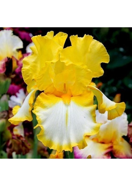 3 Adet Sarı-Beyaz Renkli Süsen Çiçeği Soğanı