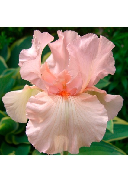 3 Adet Pudra Renkli Süsen Çiçeği Soğanı