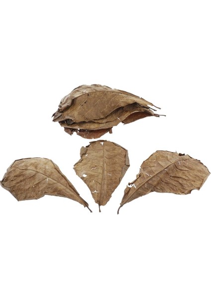 Illusory Betta Balık Için 10'lu Yaprak (Yurt Dışından)