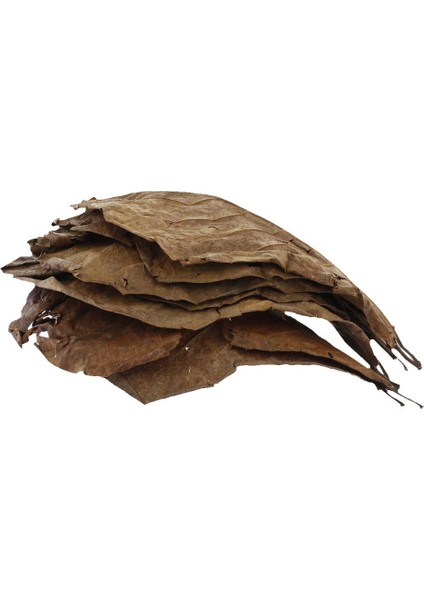 Illusory Betta Balık Için 10'lu Yaprak (Yurt Dışından)