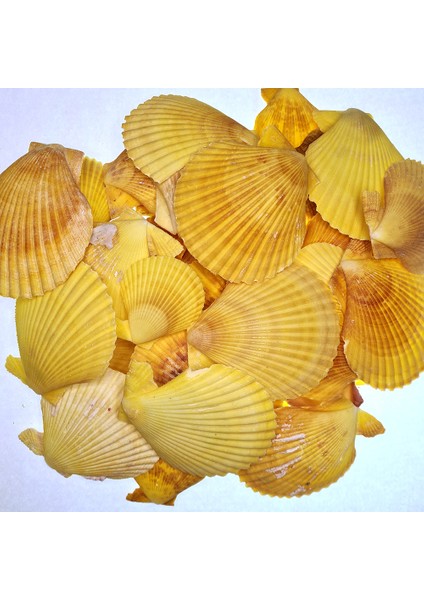 Gerçek Deniz Kabuğu 100 gr Paket Pecten Novalıs - Sarı