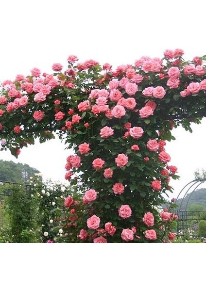 Pembe Yediveren Sarmaşık Ponpon Gül Fidanı 5 Adet 15-25 cm