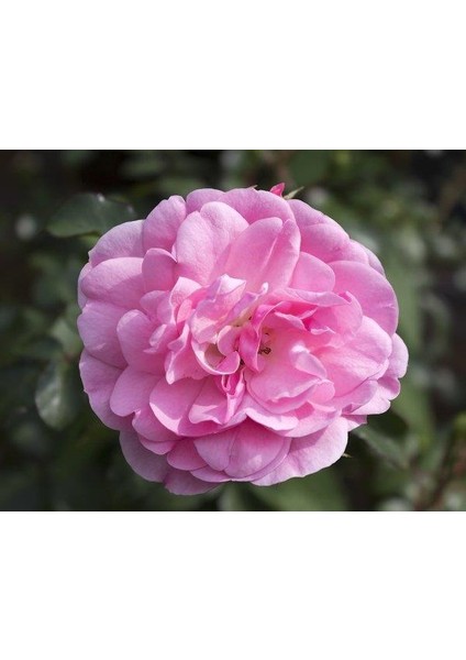 Pembe Yediveren Sarmaşık Ponpon Gül Fidanı 5 Adet 15-25 cm
