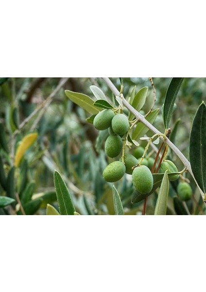Zeytin Fidanı