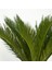 Cycas – Sikas 1