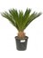 Cycas – Sikas 2