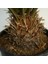 Cycas – Sikas 3