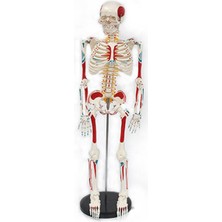 Miyang Iskelet Maketi 85 cm Plastik Ayaklı  (Tüm Vücud Kas , Omurilik ve Sinir Modeli) Model 5