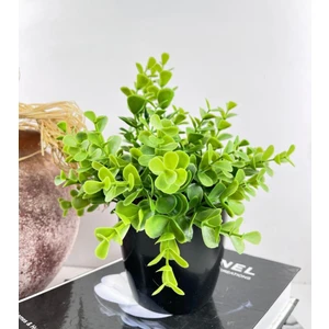 Yapay Çiçek Yeşil Renk Şimşir Siyah Saksıda Siyah Plastik Saksılı Dekoratif Süs Çiçeği