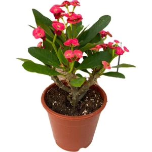 Saksılı Kırmızı Dikenler Tacı Japon Iğnesi Euphorbia Milii 5-15 Cm