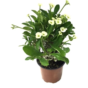 Saksılı Sarı Dikenler Tacı Japon Iğnesi Euphorbia Milii 5-15 Cm